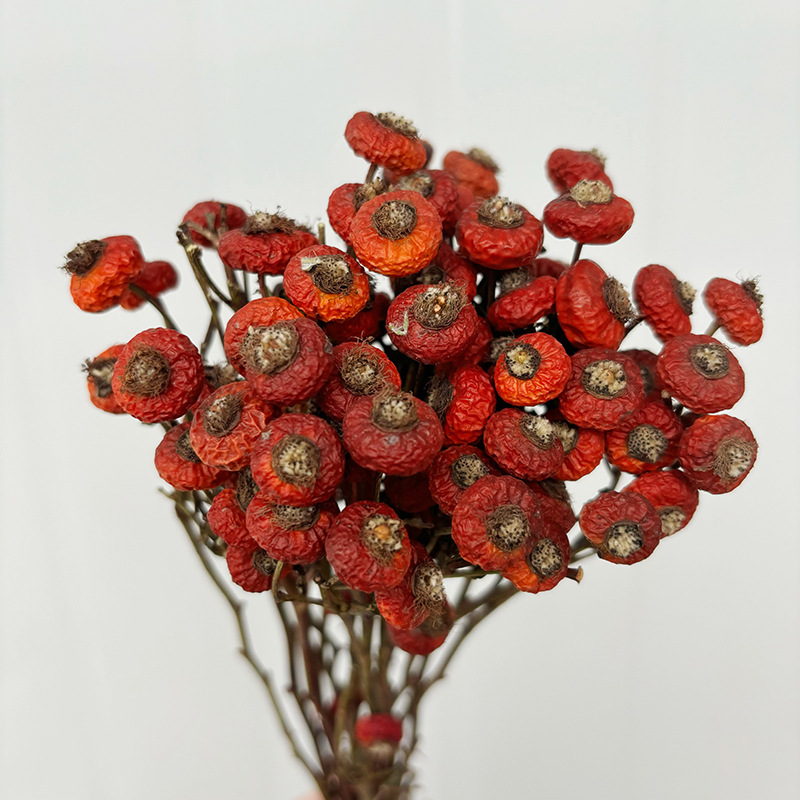 10pcs/Bunch Dried Rose Hip Ber - Dried Flower Bunch 리뷰 및 가격
