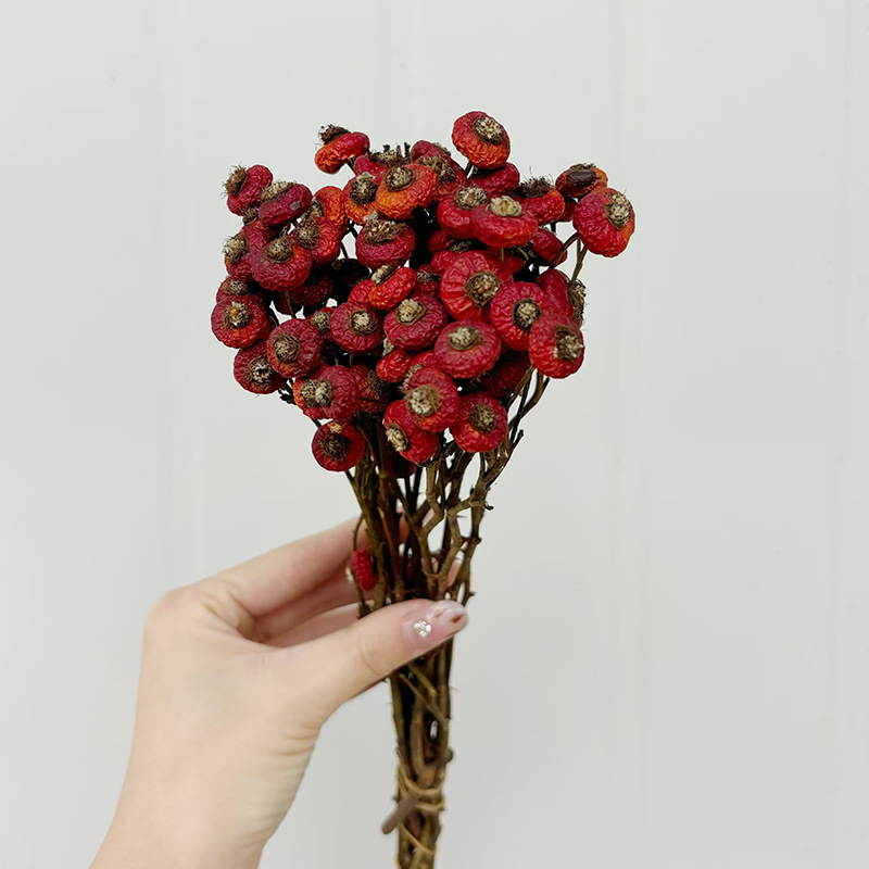 10pcs/Bunch Dried Rose Hip Ber - Dried Flower Bunch 리뷰 및 가격