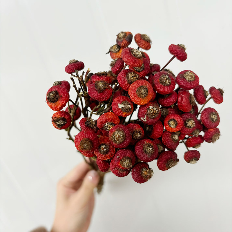 10pcs/Bunch Dried Rose Hip Ber - Dried Flower Bunch 리뷰 및 가격