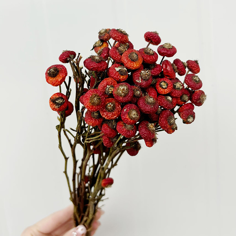 10pcs/Bunch Dried Rose Hip Ber - Dried Flower Bunch 리뷰 및 가격