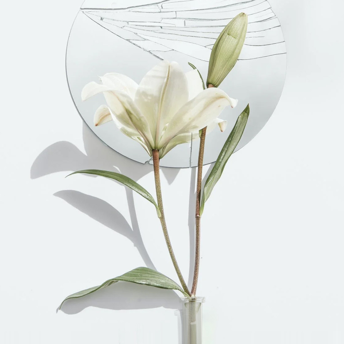 50Pcs Flower Water Tube Essent - Supply For Florist 리뷰 및 가격