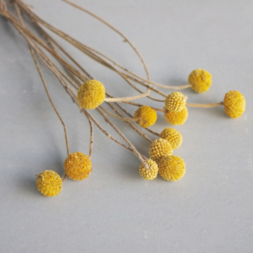 20pcs Natural dried Craspedia  - Dried Flower Bunch 리뷰 및 가격