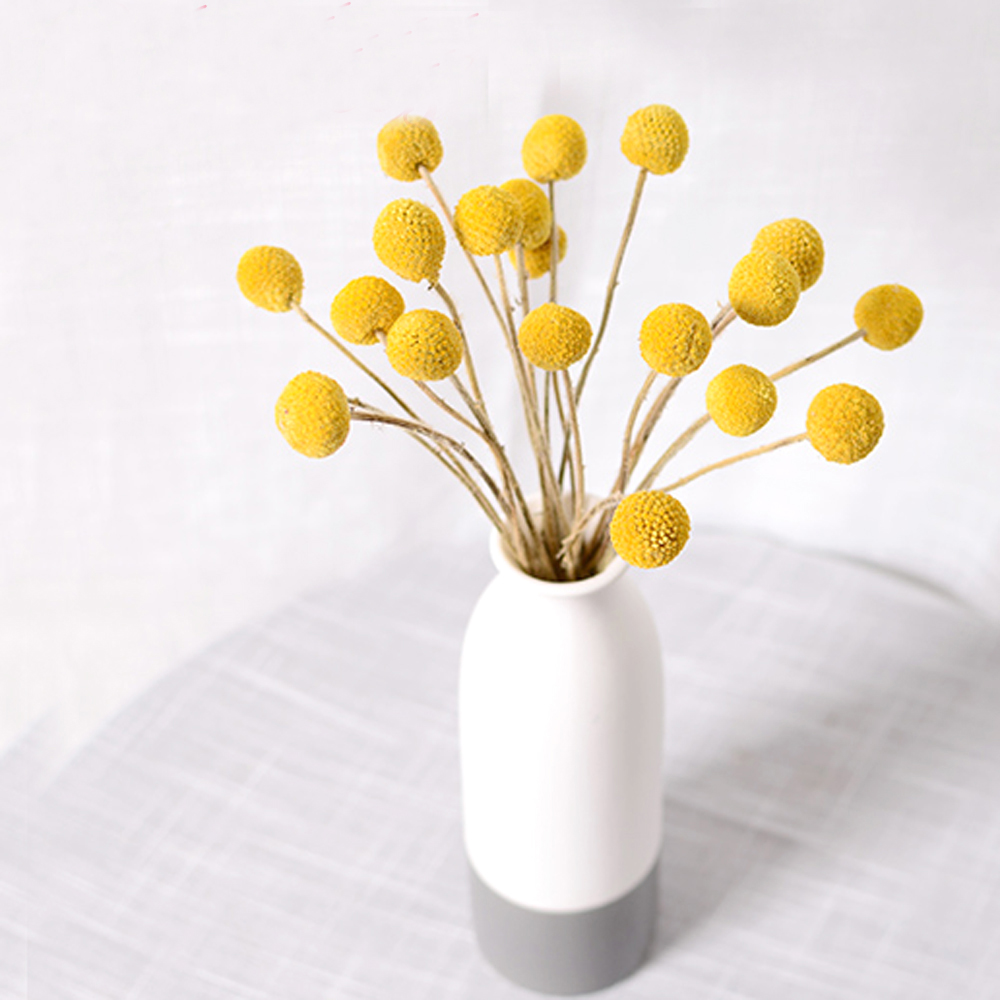 20pcs Natural dried Craspedia  - Dried Flower Bunch 리뷰 및 가격
