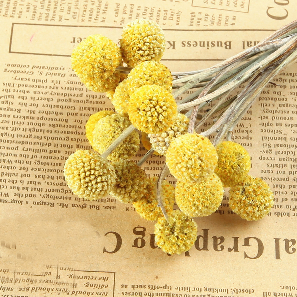 20pcs Natural dried Craspedia  - Dried Flower Bunch 리뷰 및 가격