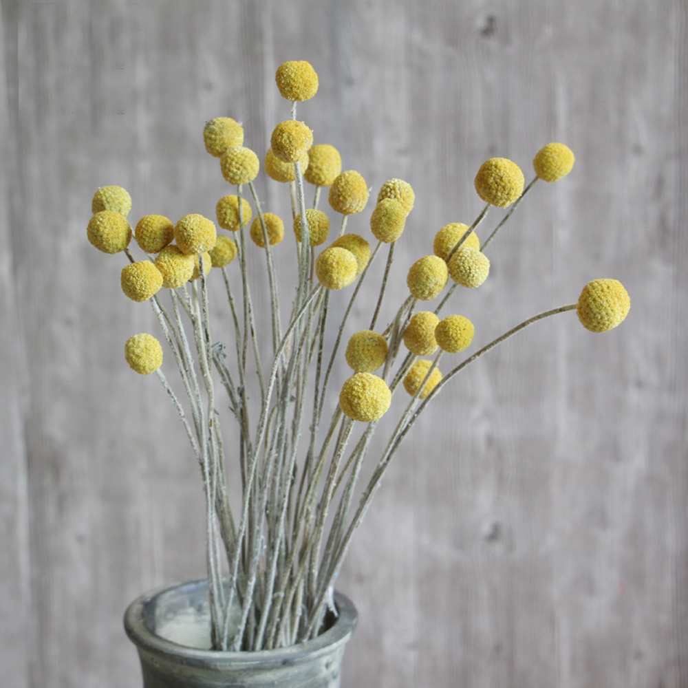 20pcs Natural dried Craspedia  - Dried Flower Bunch 리뷰 및 가격