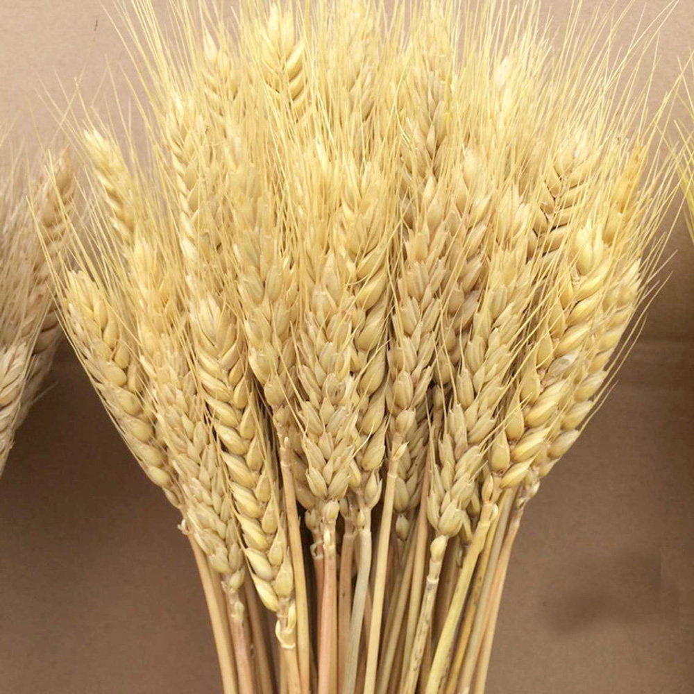 50pcs natural dried flower bou - Dried Flower Bunch 리뷰 및 가격