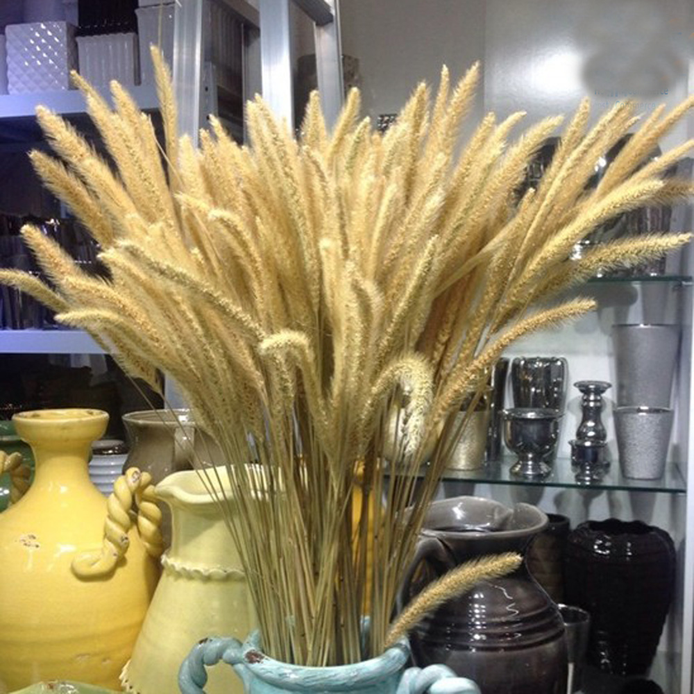 200pcs natural dried Lagurus o - Dried Flower Bunch 리뷰 및 가격