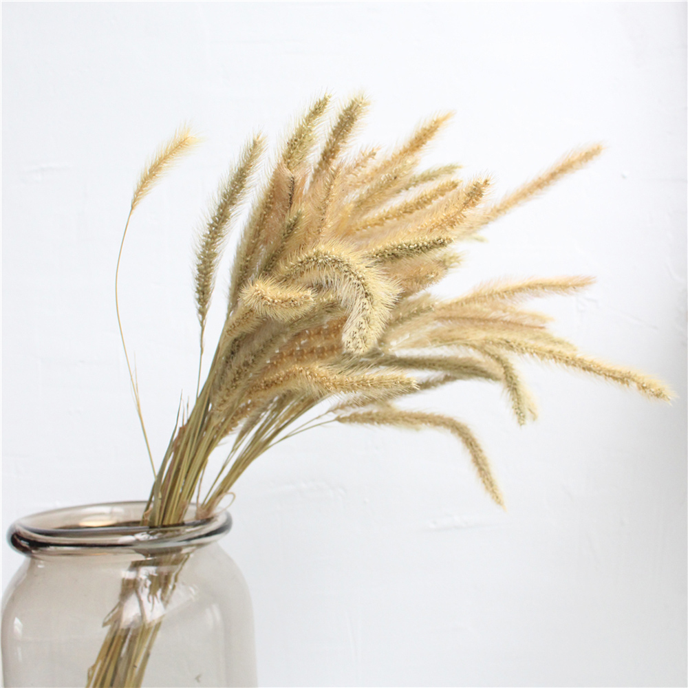 200pcs natural dried Lagurus o - Dried Flower Bunch 리뷰 및 가격