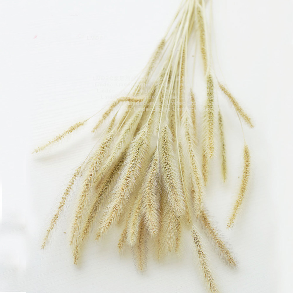 200pcs natural dried Lagurus o - Dried Flower Bunch 리뷰 및 가격