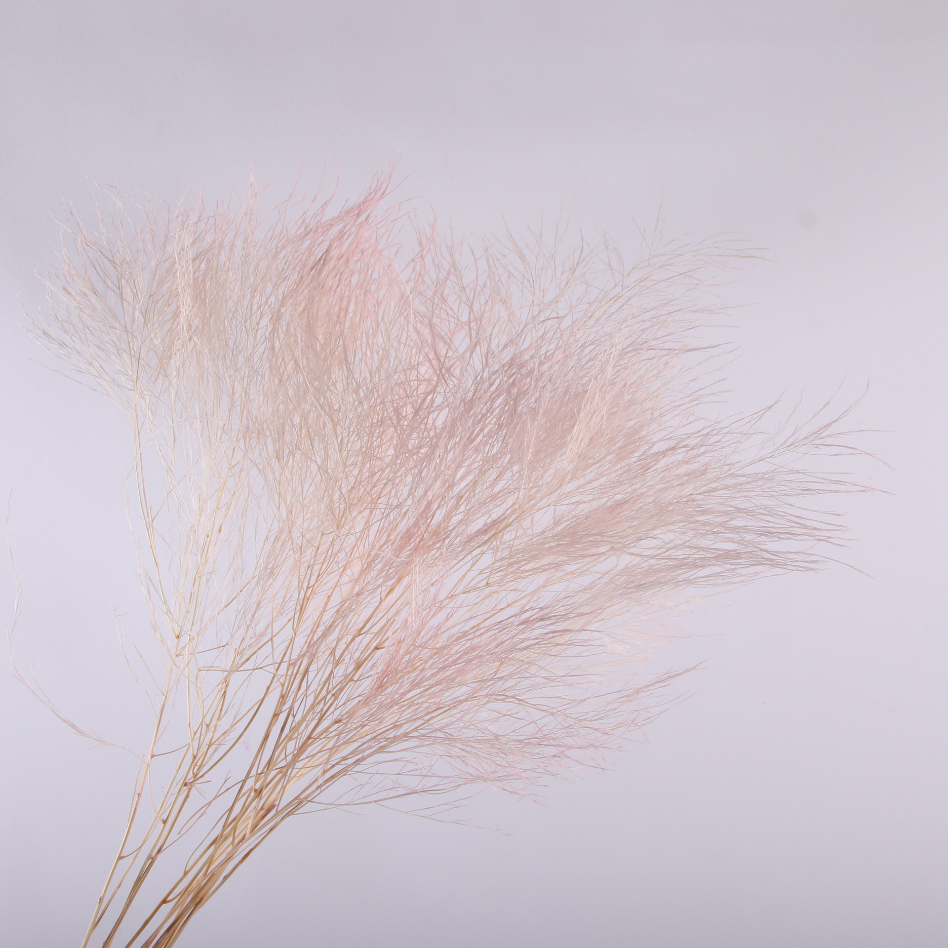 10pcs/bunch Dried Flower Bouqu - Dried Flower Bunch 리뷰 및 가격