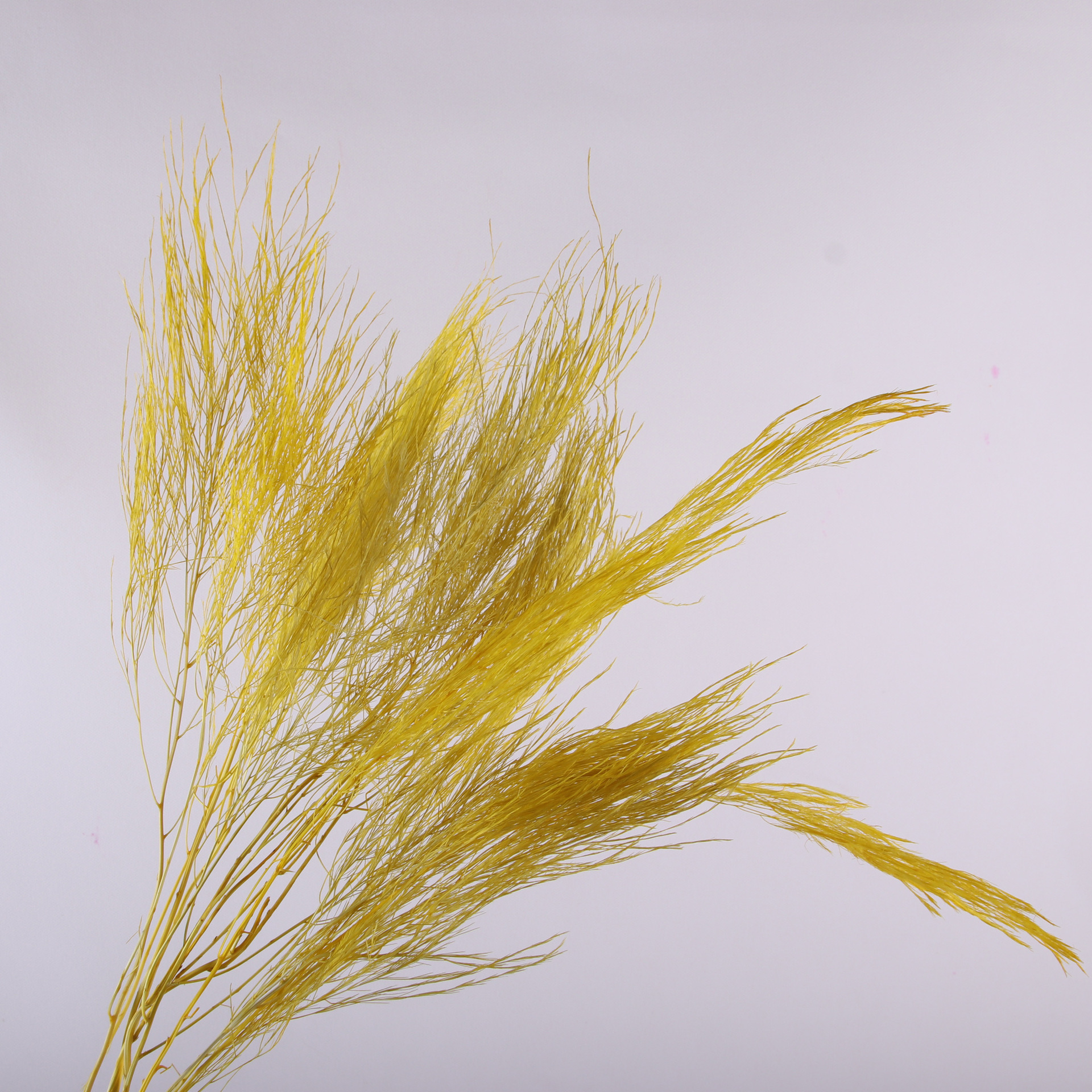 10pcs/bunch Dried Flower Bouqu - Dried Flower Bunch 리뷰 및 가격