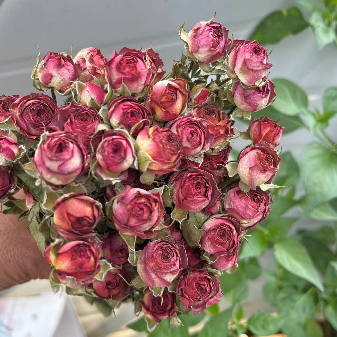 a lot Small Rose, Decorative N - Dried Flower Bunch 리뷰 및 가격